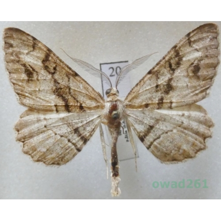 Alcis deversata (Staudinger, 1892) male Czech20